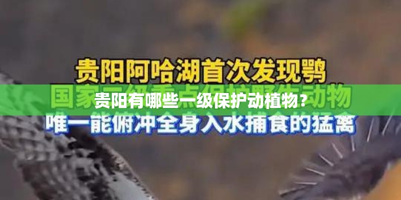 贵阳有哪些一级保护动植物？