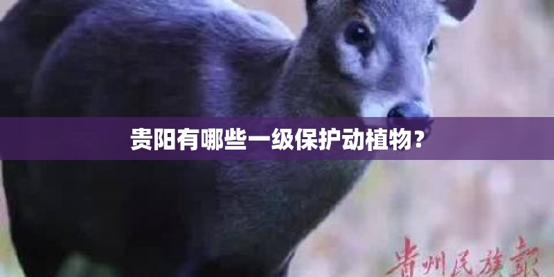 贵阳有哪些一级保护动植物？