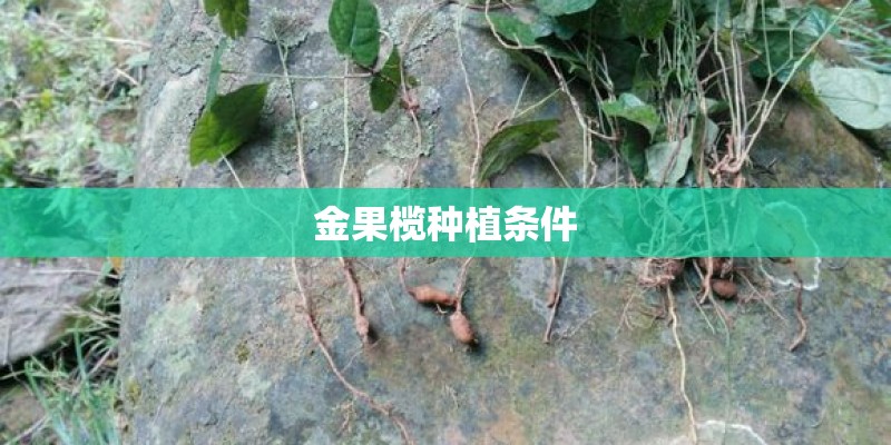 金果榄种植条件