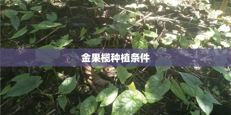 金果榄种植条件