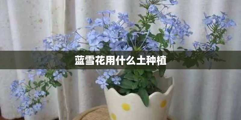 蓝雪花用什么土种植