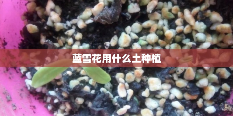蓝雪花用什么土种植