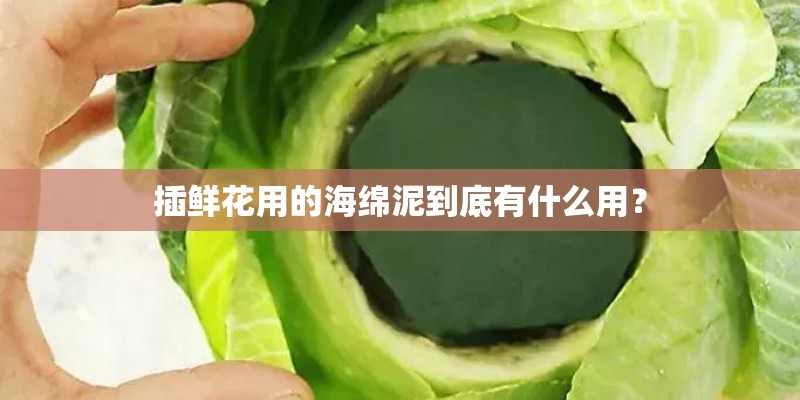 插鲜花用的海绵泥到底有什么用？