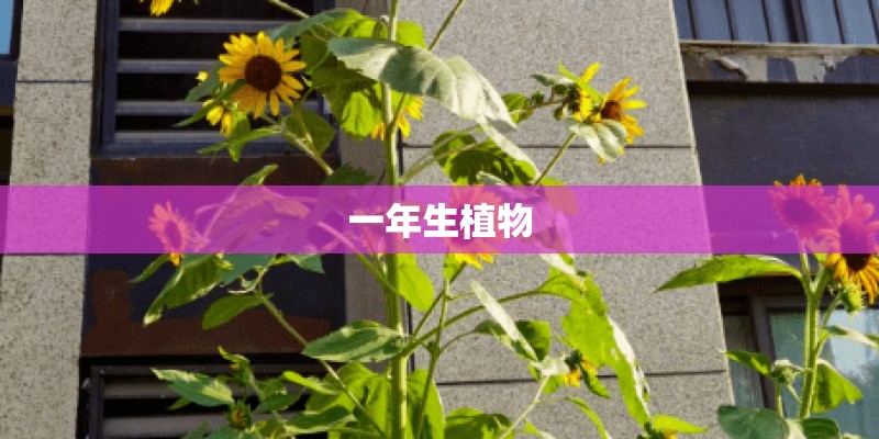 一年生植物