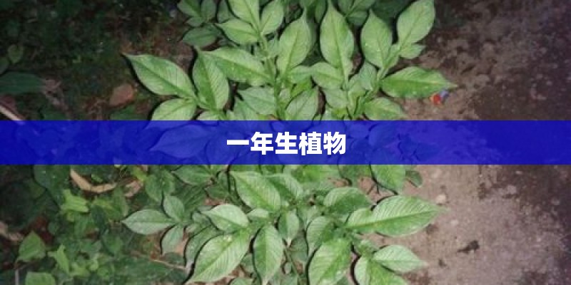 一年生植物