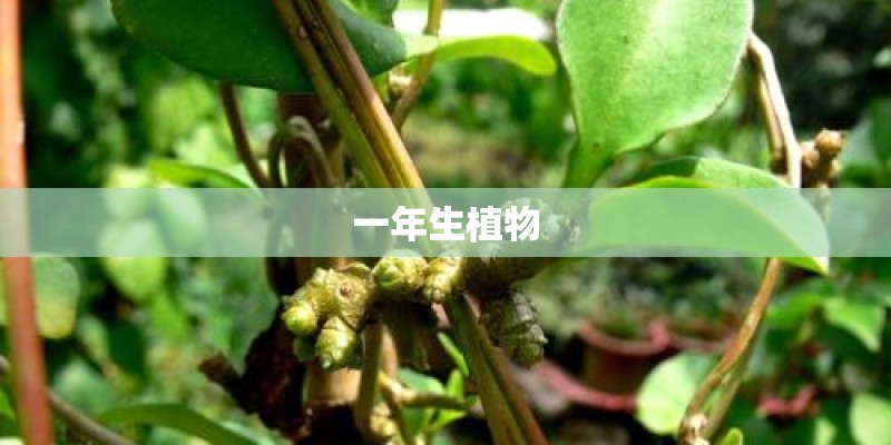 一年生植物