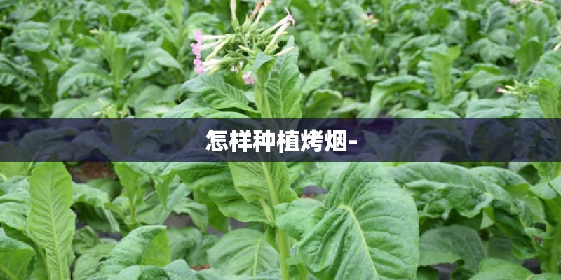 怎样种植烤烟-