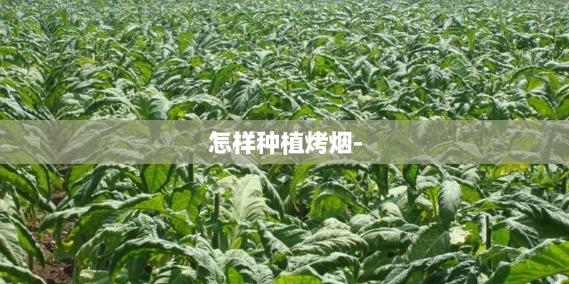 怎样种植烤烟-