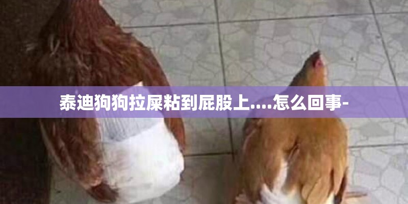 泰迪狗狗拉屎粘到屁股上....怎么回事-