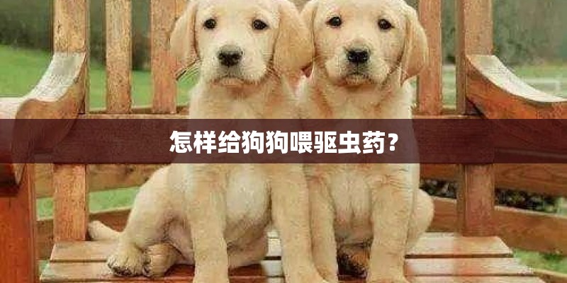 怎样给狗狗喂驱虫药？