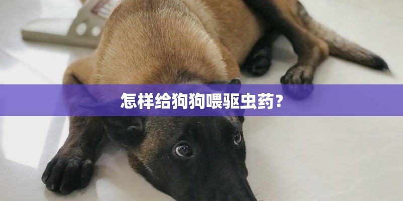 怎样给狗狗喂驱虫药？