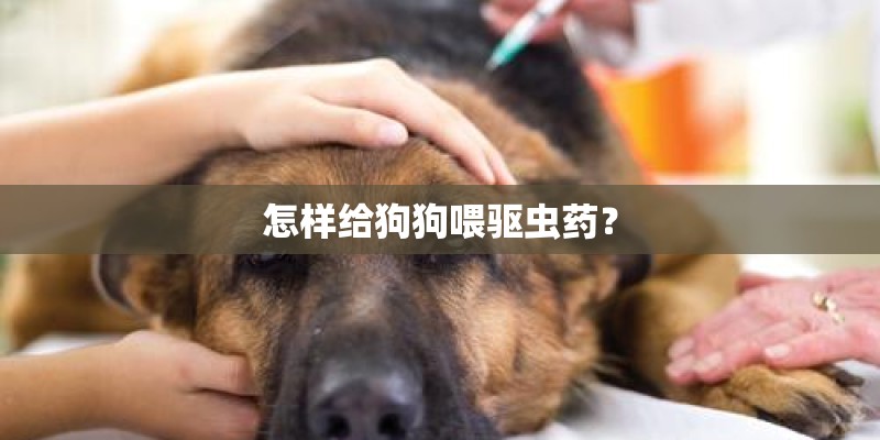 怎样给狗狗喂驱虫药？