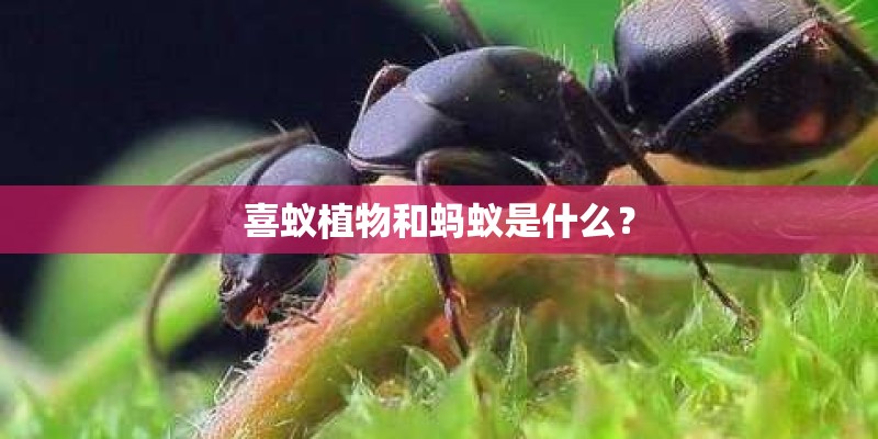 喜蚁植物和蚂蚁是什么？