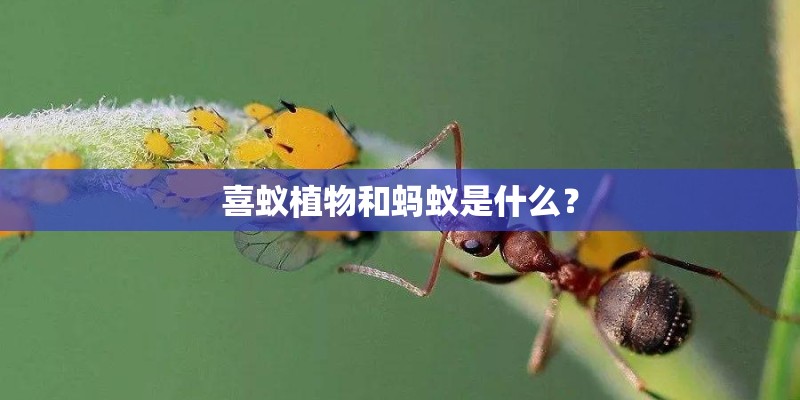 喜蚁植物和蚂蚁是什么？