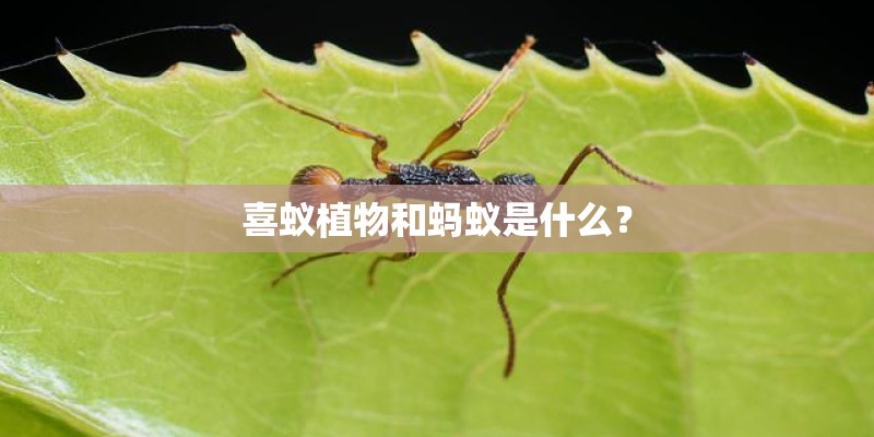 喜蚁植物和蚂蚁是什么？