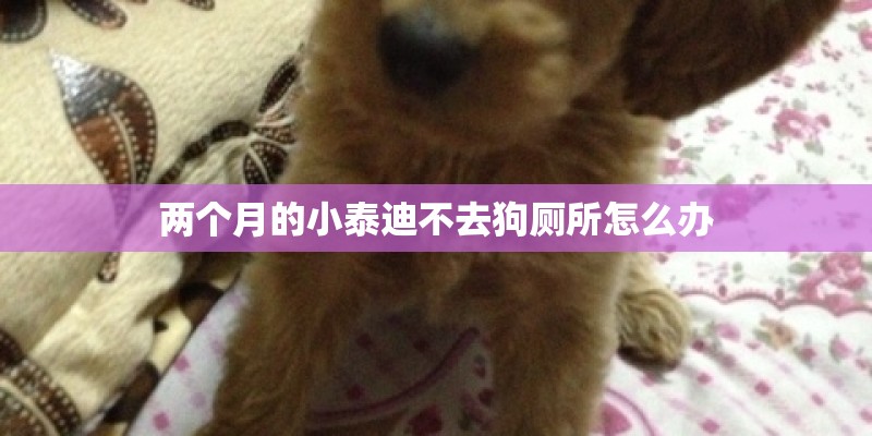 两个月的小泰迪不去狗厕所怎么办