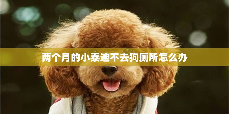 两个月的小泰迪不去狗厕所怎么办