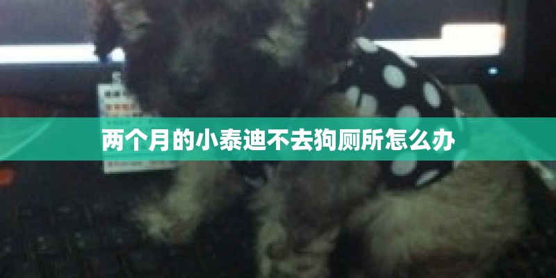 两个月的小泰迪不去狗厕所怎么办
