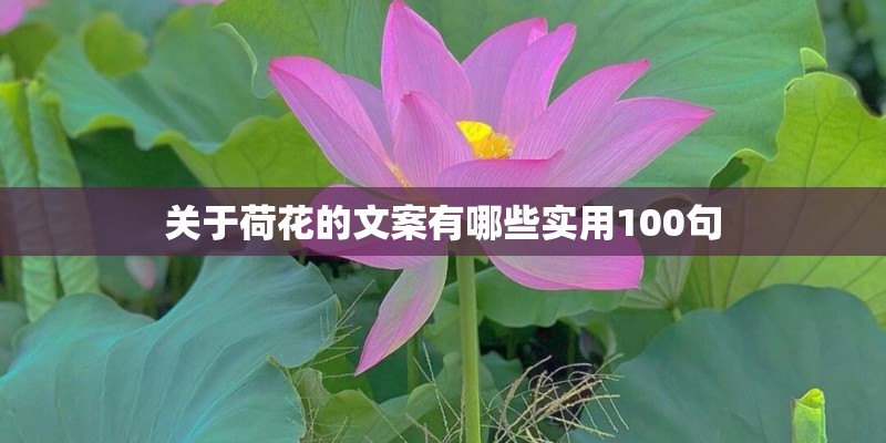 关于荷花的文案有哪些实用100句