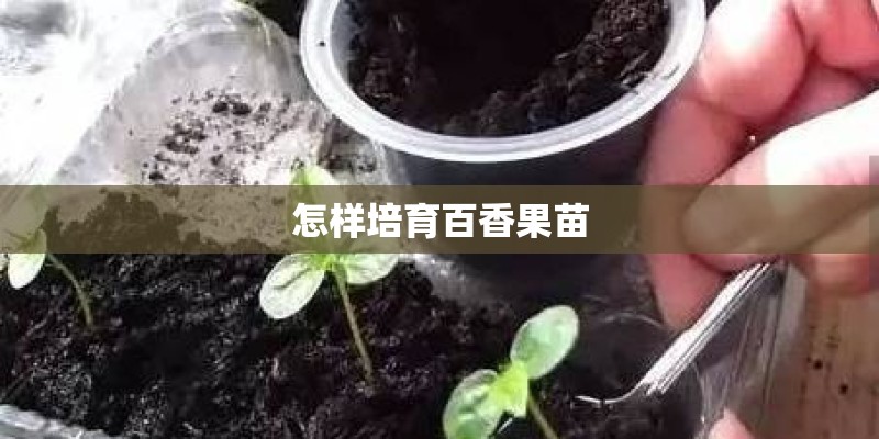 怎样培育百香果苗