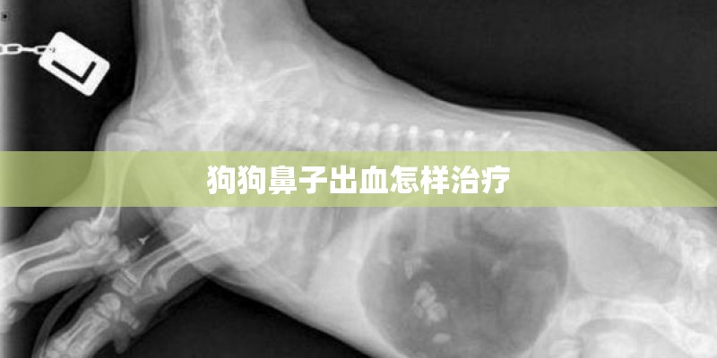 狗狗鼻子出血怎样治疗