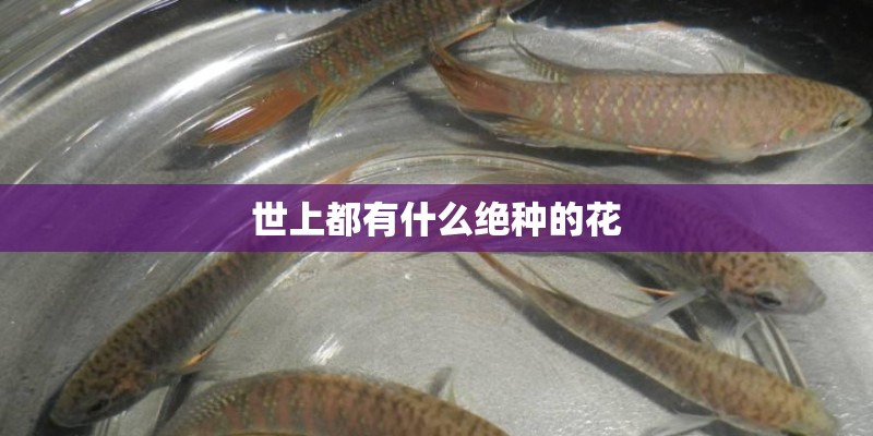 世上都有什么绝种的花