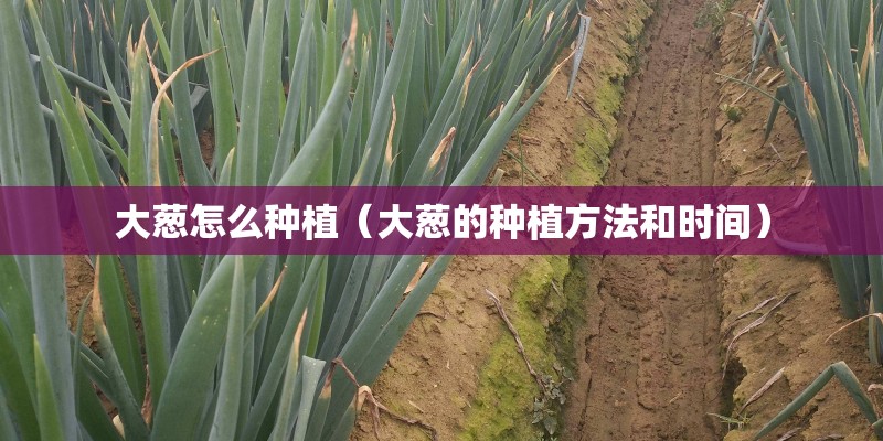 大葱怎么种植（大葱的种植方法和时间）