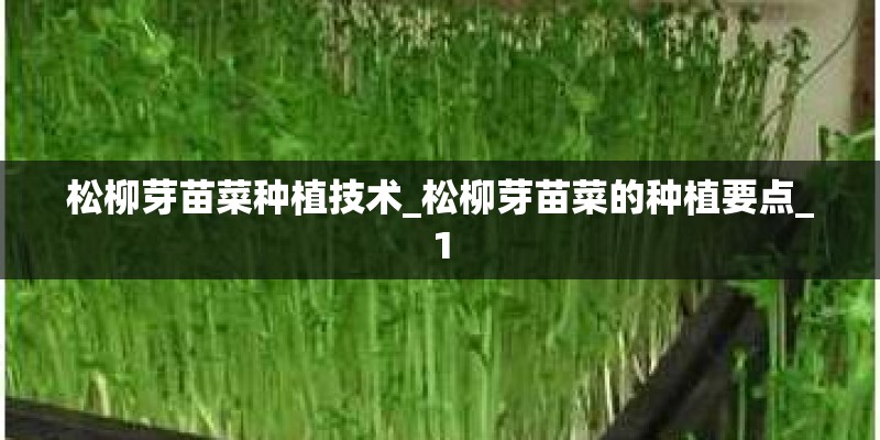 松柳芽苗菜种植技术_松柳芽苗菜的种植要点_1