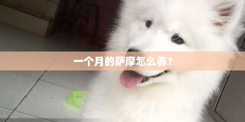 一个月的萨摩怎么养？