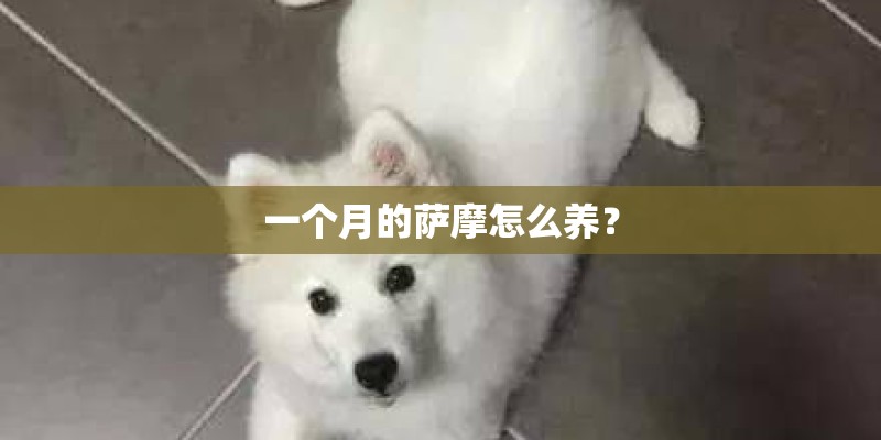 一个月的萨摩怎么养？