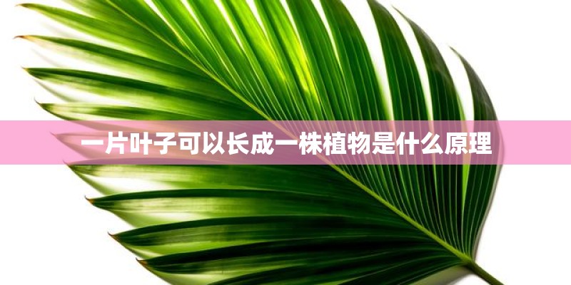 一片叶子可以长成一株植物是什么原理