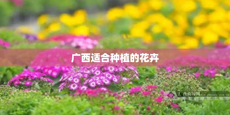 广西适合种植的花卉