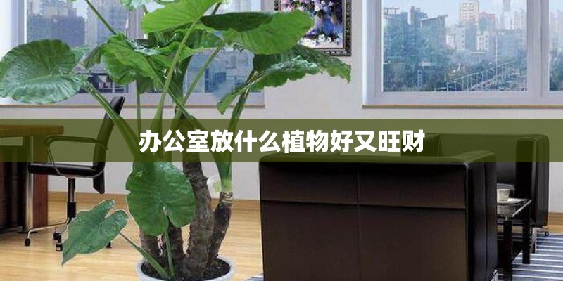 办公室放什么植物好又旺财