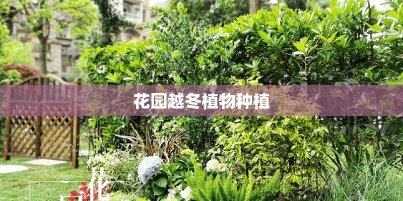花园越冬植物种植