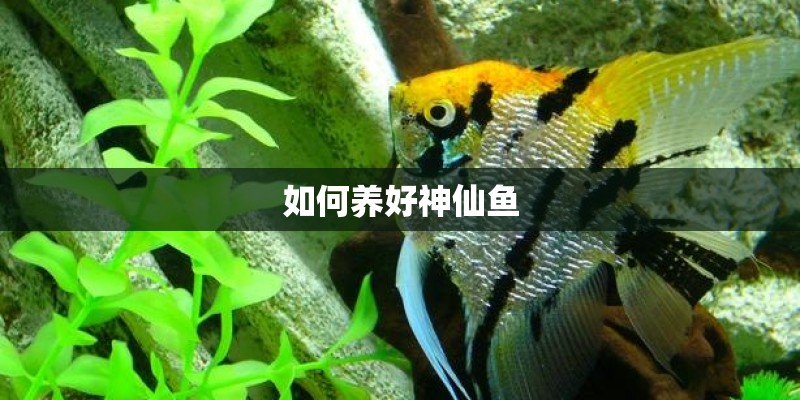 如何养好神仙鱼
