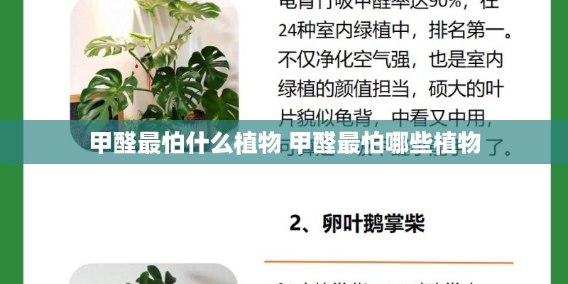 甲醛最怕什么植物 甲醛最怕哪些植物