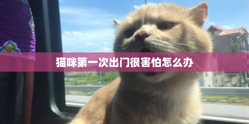 猫咪第一次出门很害怕怎么办