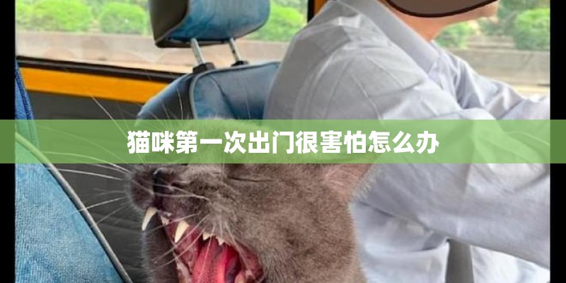 猫咪第一次出门很害怕怎么办