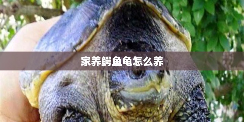 家养鳄鱼龟怎么养