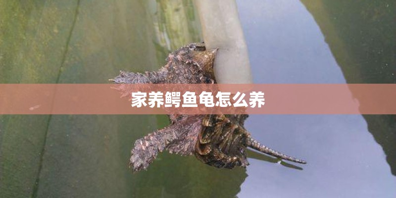 家养鳄鱼龟怎么养