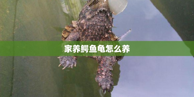 家养鳄鱼龟怎么养