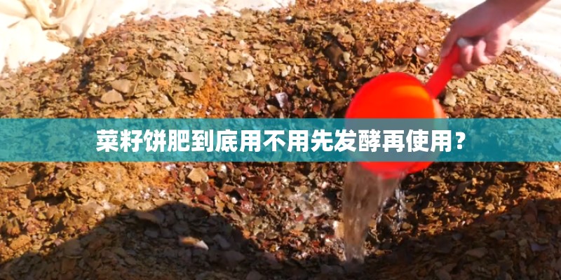 菜籽饼肥到底用不用先发酵再使用？