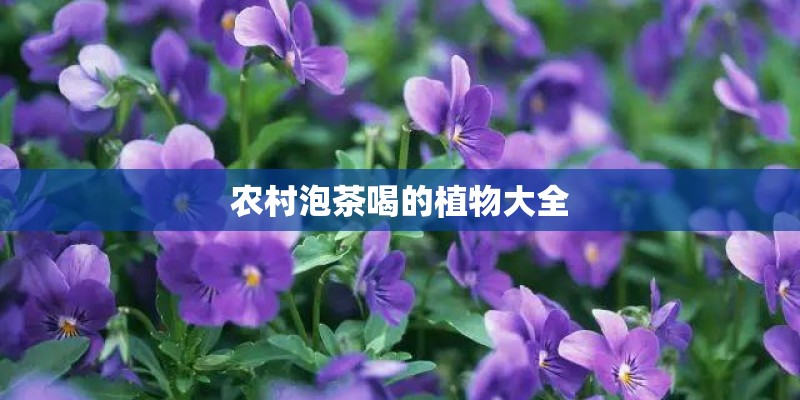 农村泡茶喝的植物大全