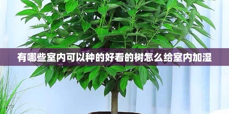 有哪些室内可以种的好看的树怎么给室内加湿