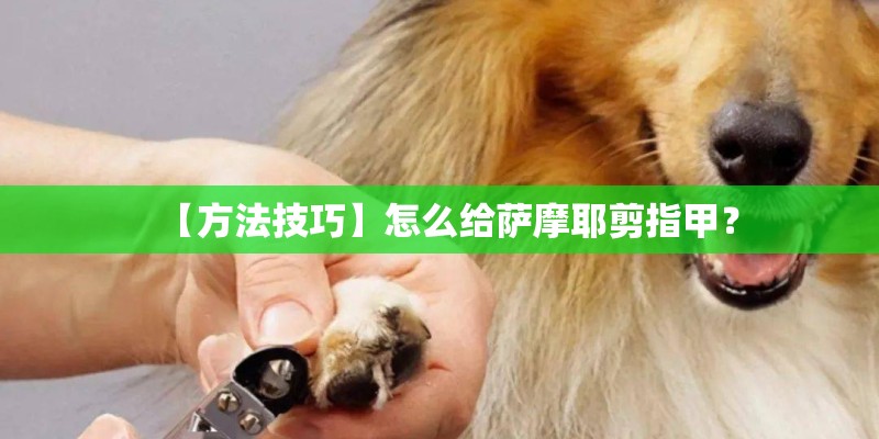 【方法技巧】怎么给萨摩耶剪指甲？