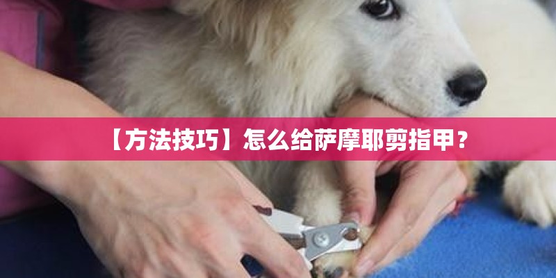 【方法技巧】怎么给萨摩耶剪指甲？