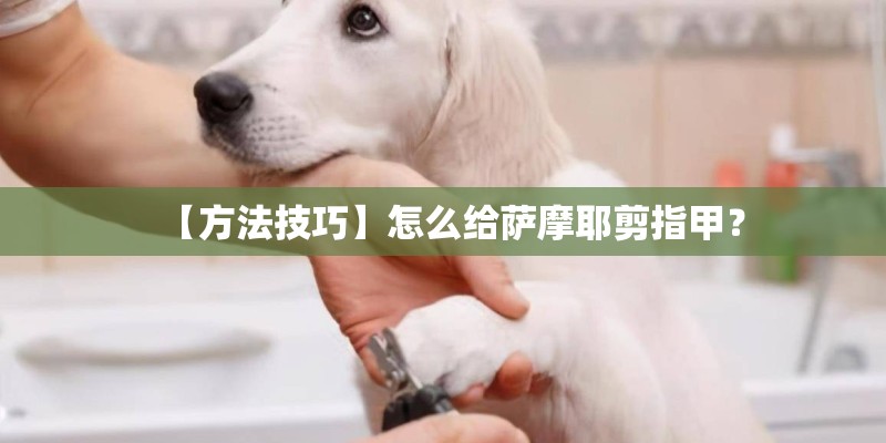 【方法技巧】怎么给萨摩耶剪指甲？