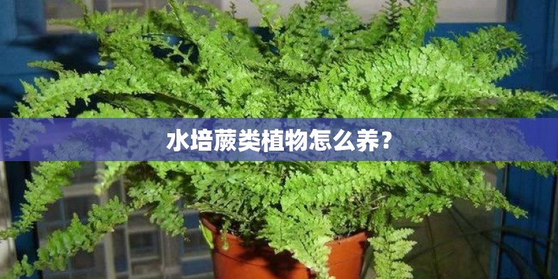 水培蕨类植物怎么养？