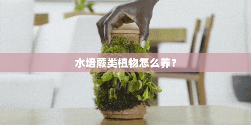 水培蕨类植物怎么养？