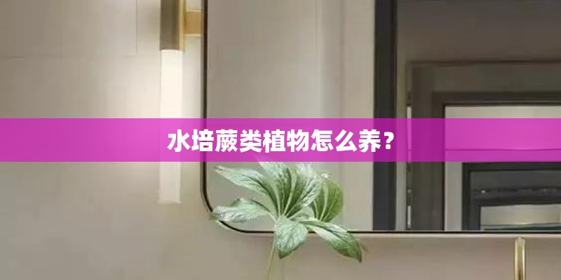 水培蕨类植物怎么养？